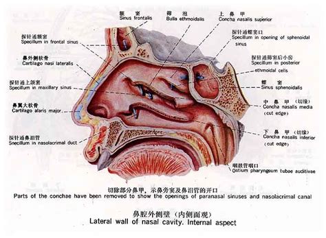 鼻孔中間叫什麼|鼻中隔